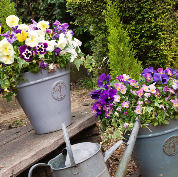 Potted pansies and watering can in Haslemere Care home garden